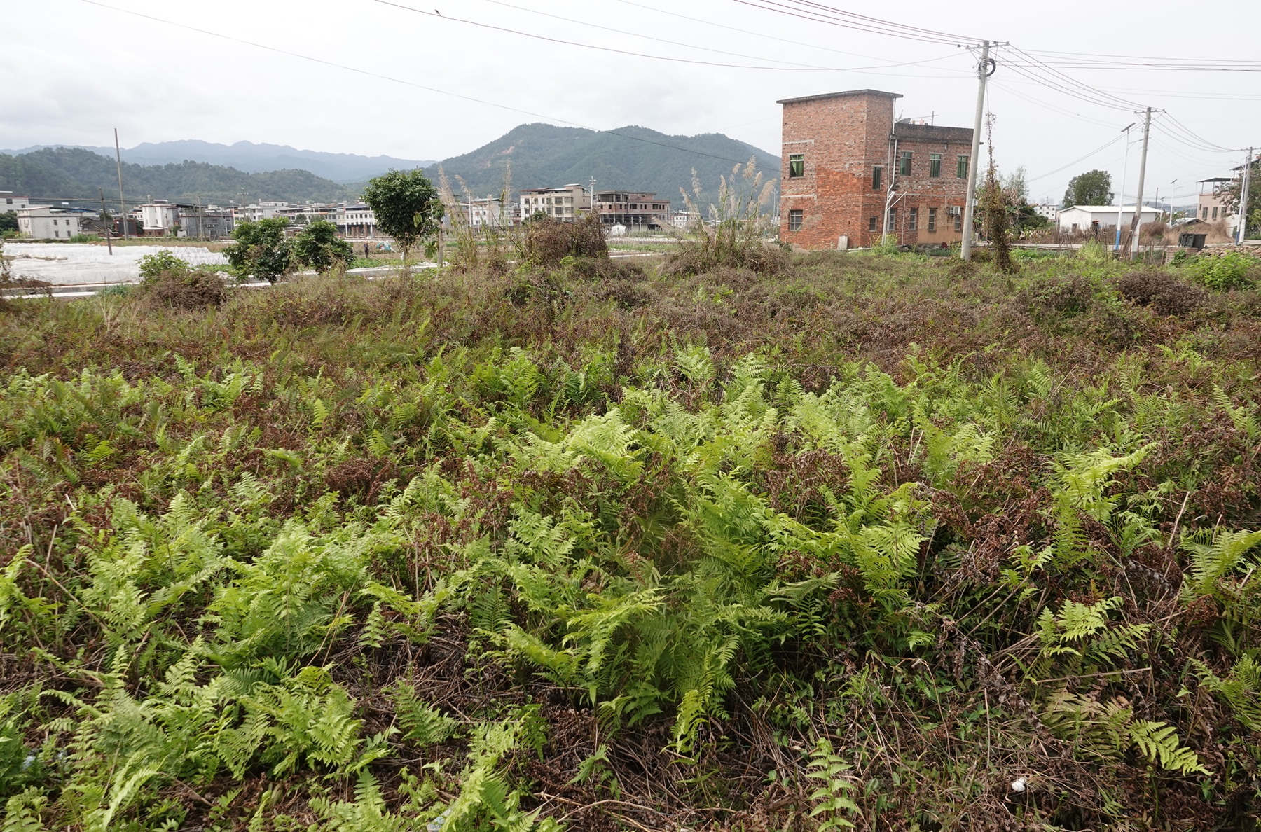 DSC09982(1)_副本.jpg